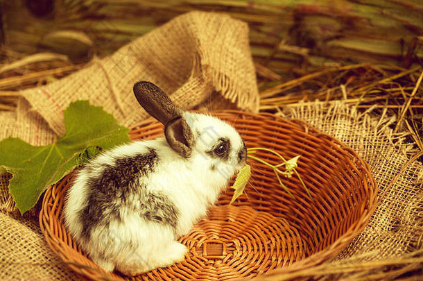 可爱的兔子坐在柳条碗里