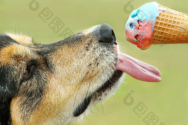 关闭德国牧羊人混合狗舔彩虹彩色的冰奶油锥夏天一天