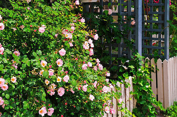 花园里有盛开的玫瑰和常春藤