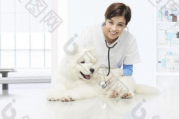 兽医检查犬，兽医诊所带听诊器的微笑兽医