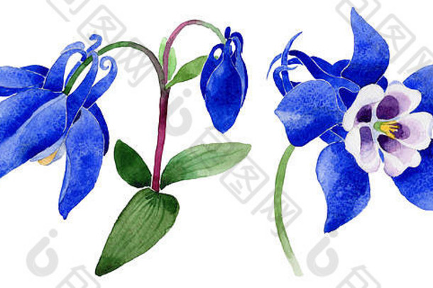 野花蓝色的一种水彩画风格的水芹花。