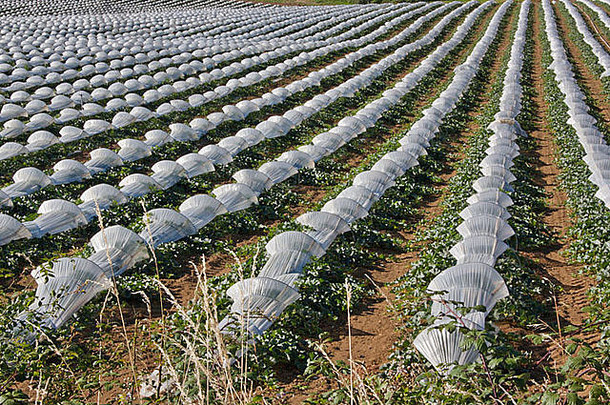法国格尔斯地区莱克图尔附近的一块地里，在塑料下生长的夏兰特瓜（葫芦科）系