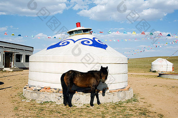 马放牧蒙古包帐篷xilamuren草原蒙古省中国