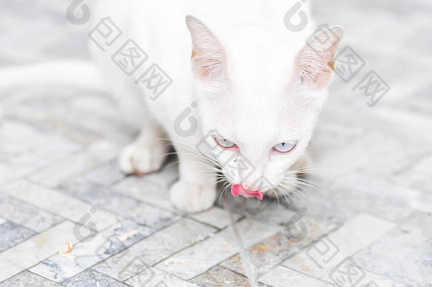 白猫把舌头伸出来了