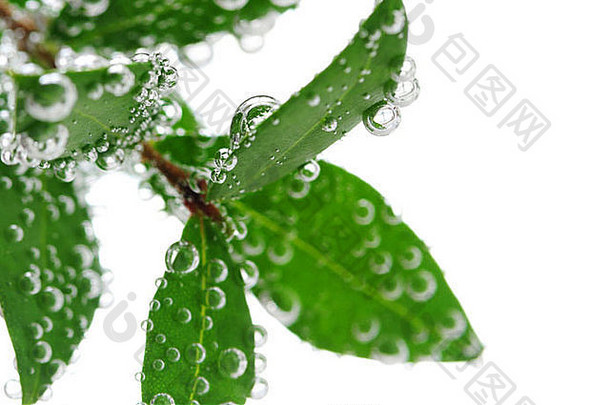 绿色叶子植物淹没水空气泡沫