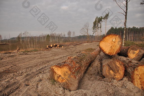 林业和储存木材。森林管理。