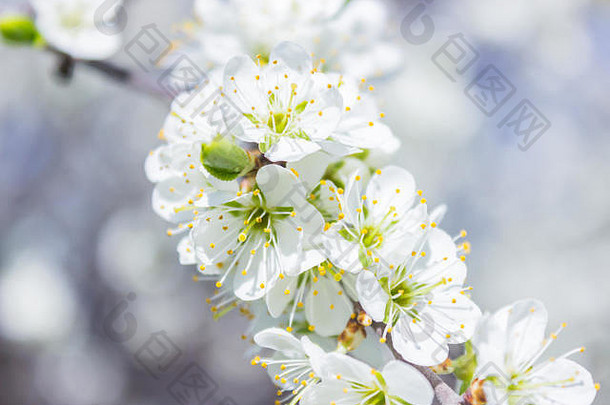 白色的杏花在春天盛开