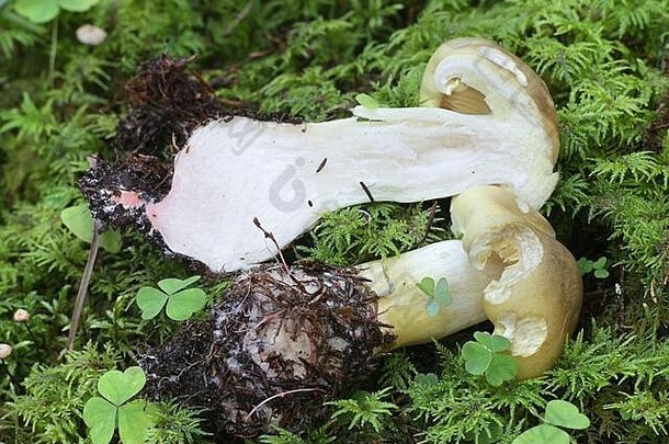 缘毛saponaceumsoap-scented羊肚菌肥皂骑士肥皂缘毛野生蘑菇芬兰