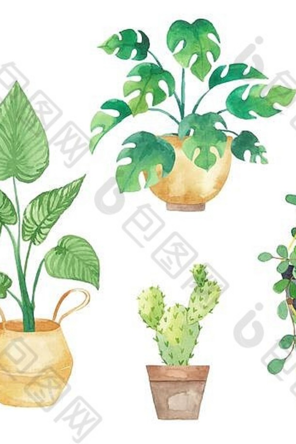集室内植物锅画水彩新鲜的元素孤立的白色背景盆栽植物集