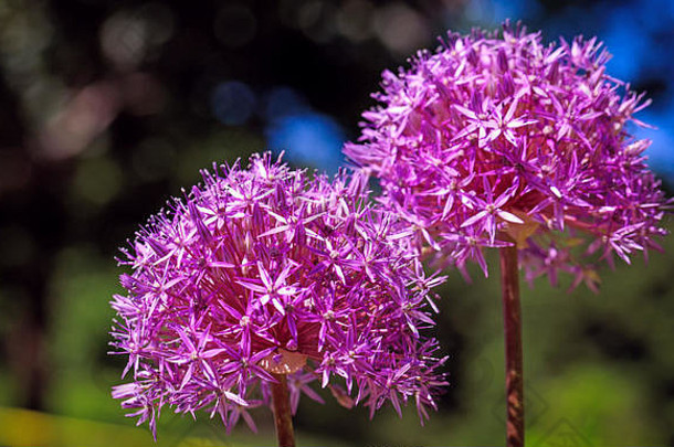 美丽的紫色波斯洋葱花在春天。葱，波斯洋葱或波斯之星。淡雅的紫罗兰花盛开的季节。