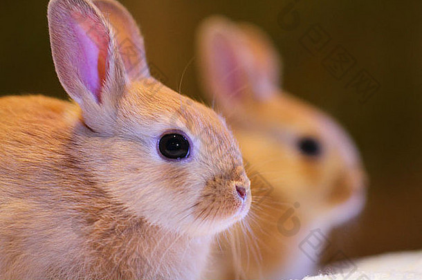 荷兰矮兔和迷你乌萨吉兔的混种