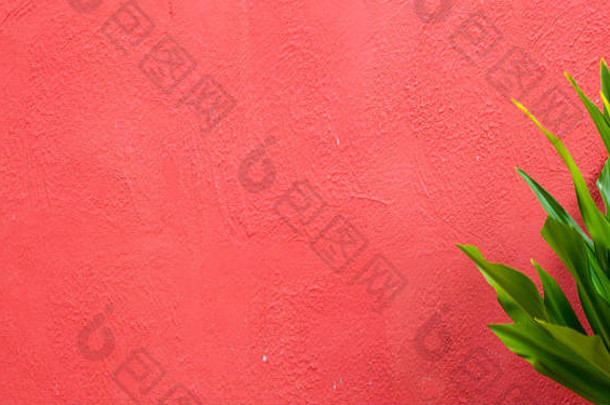 粉红色的粉刷乡村墙纹理背景绿色叶子粉红色的水泥背景体系结构材料外设计墨西哥地中海