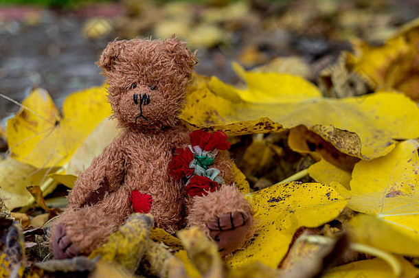 可爱的泰迪熊坐在黄色的落叶上