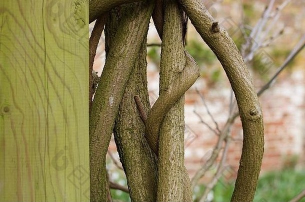 长满苔藓的绿色柱子，侧边有扭曲的攀缘树枝
