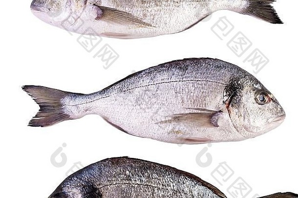 生新鲜的金鱼孤立的白色背景gilt-head鲤科鱼
