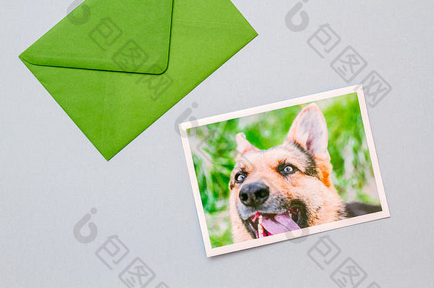 浅蓝色背景上印有德国牧羊犬肖像的绿色信封。