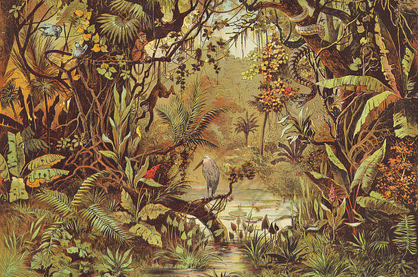 巴西巴西乌瓦尔德沃尔特丛林古董打印