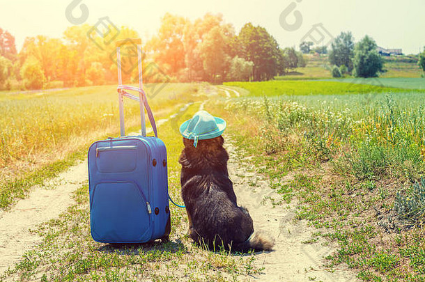 狗戴着太阳帽，带着旅行袋，坐在田野的土路上