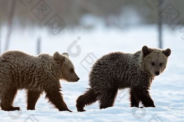 冬天森林里的小熊。冬季森林晨雾日出。自然栖息地。棕熊，学名：熊熊。