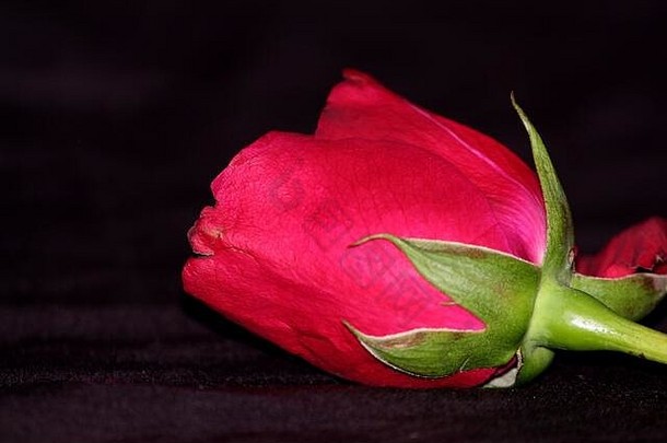 美丽的红玫瑰情人节礼物，黑色装饰派对背景