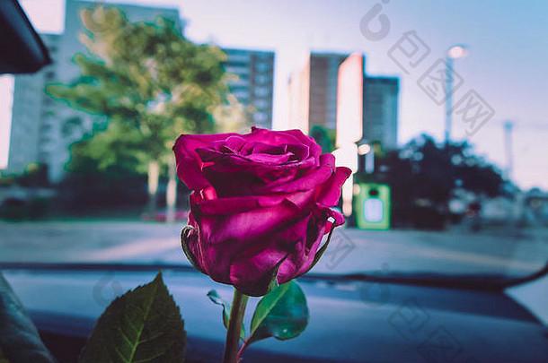 单粉红色的玫瑰花