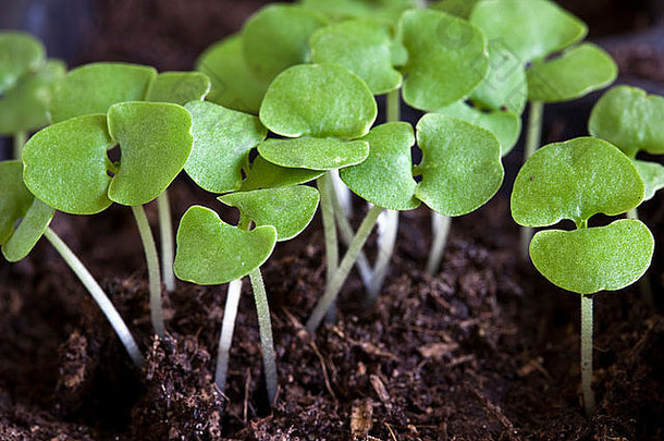 罗勒幼苗日益增长的堆肥发芽