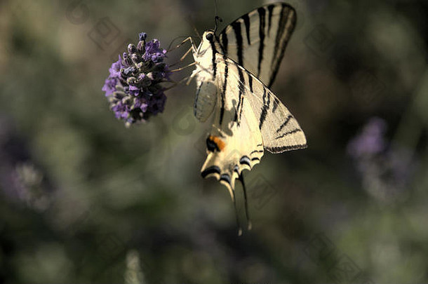 黄花飞虱；托斯卡纳乡村稀有的燕尾蝶