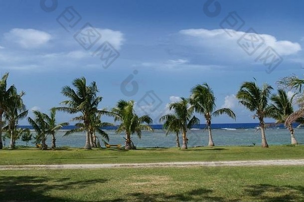 在北马里亚纳群岛罗塔的松松村，一排年轻的椰子树沿着海滩的海岸排列。