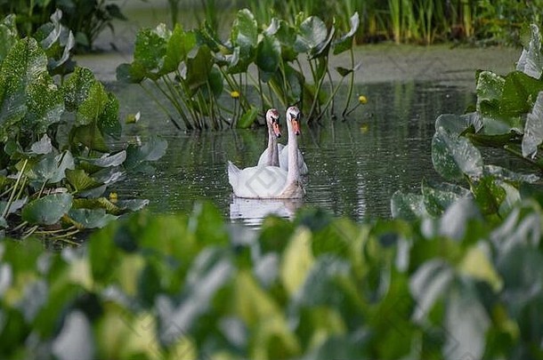 沉默的天鹅水天鹅座气味天鹅座一对沉默的天鹅水游泳沼泽池塘睡莲黄睡莲阿德维纳