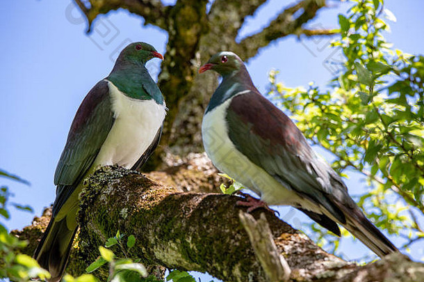 新西兰坎特伯雷，两只木鸽栖息在当地的一棵树上