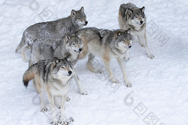森林狼或灰狼（犬科狼疮），在白色背景下被隔离，森林狼群站在加拿大的雪地里