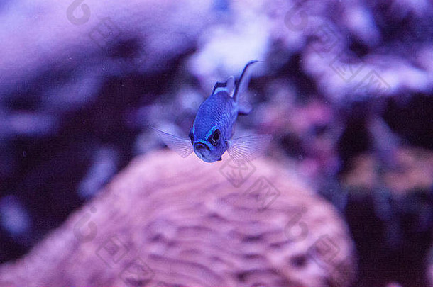 蓝色珊瑚礁蓝鳍金鱼自私的蓝鳍金鱼游过珊瑚礁。