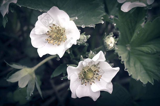 精致的白色草莓<strong>花露水</strong>滴花叶子日益增长的花园