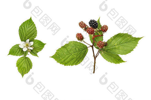 黑莓、果悬钩子、水果、花和树叶与白色隔离
