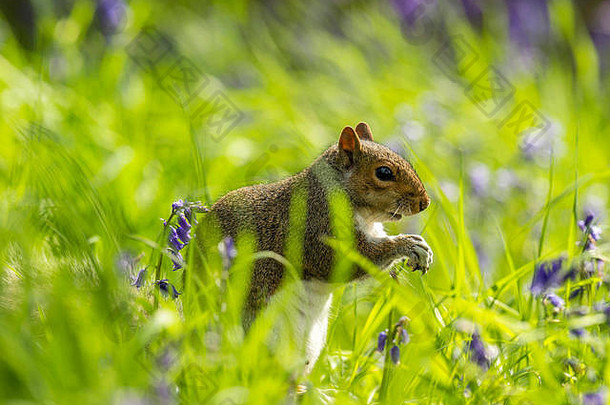 单灰色松鼠北美有害无益觅食自然林地农村设置包围春天蓝色的钟