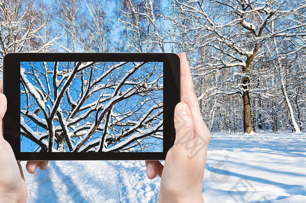 旅游理念-俄罗斯莫斯科，在阳光明媚的冬日，在城市公园的森林林间空地上用智能手机拍摄橡树的<strong>旅游照片</strong>