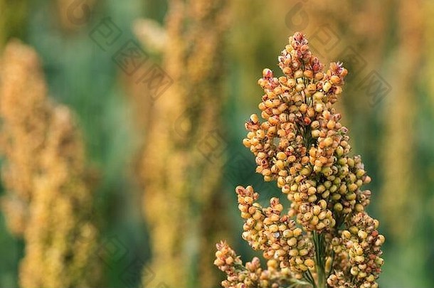 高粱双色作物在田间，特写。这种植物用于食物、动物饲料、酒精饮料和生物燃料的生产