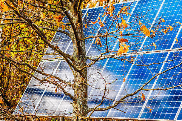大太阳能权力面板蓝色的光伏细胞年轻的橡木树死叶子公园四季皆宜光合作用