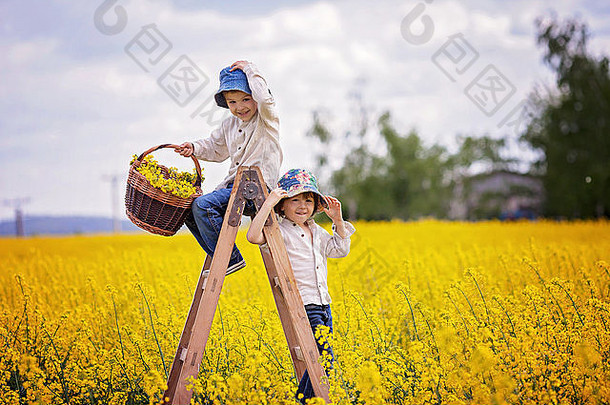 在阳光明媚的春日里，快乐的小男孩们坐在黄色油菜田的木梯上，手里提着装满鲜花的篮子