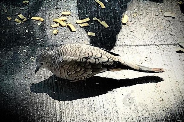 墨西哥城，一只野鸽在水泥街道上吃玉米饼