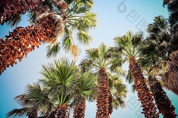 美国蓝天下的阳光下，剃光的扇形棕榈树干和吹动的<strong>叶</strong>子的仰视图