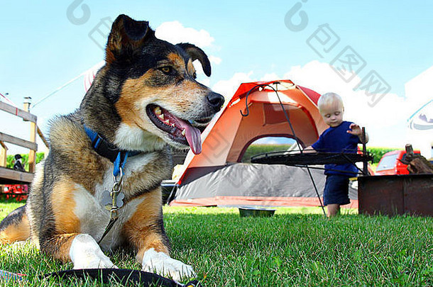 一只快乐、友好的德国牧羊犬躺在帐篷和壁炉旁的露营地上，一个婴儿在背景中玩耍