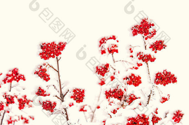 冬天，在圣诞节或新年假期，红莓枝被雪覆盖，隔离在白色背景上，空间