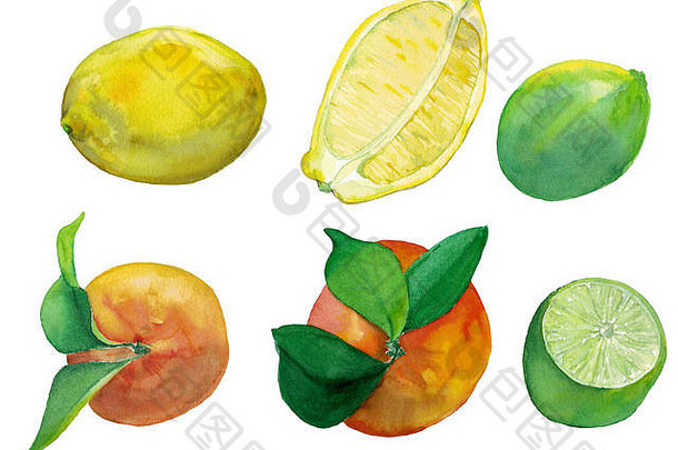 新鲜柑橘类水果水彩套装-柠檬、酸橙和橙子。果实有叶子，中间切。黄色、绿色和橙色夏季水果。