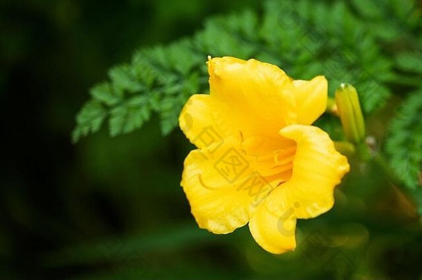 生长在夏季花园中的黄色Stella d'Oro黄花菜（萱草属）。