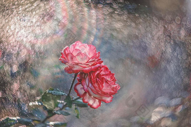 美丽的红色的白色玫瑰布什喷雾雨射线设置太阳艺术软焦点复制空间