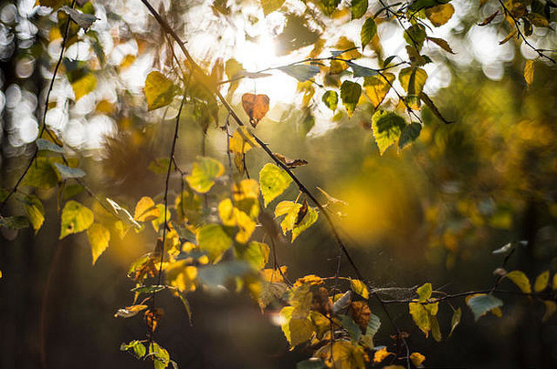 英国牛津，林地景观中的金色秋叶
