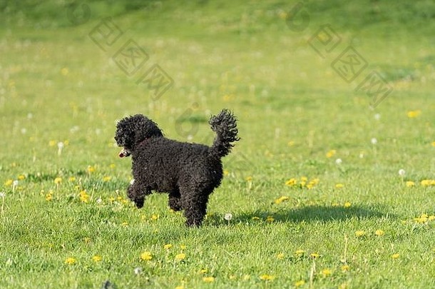 黑色的贵宾犬狗绿色草地照亮下午太阳运行狗毛发粗浓杂乱的头发