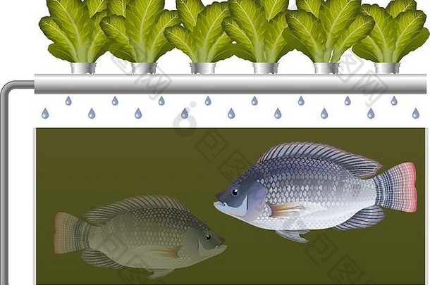Aquaponics”系统罗非鱼鱼生菜