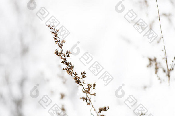 冬季森林里干草上的蓬松雪